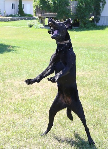 Louie the dog jumps in the air while attempting to catch a water stream from a garden hose in Naughton, Ont. on Friday July 17, 2020. John Lappa/Sudbury Star/Postmedia Network