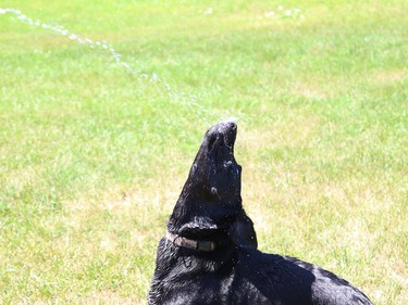 Louie the dog jumps in the air while attempting to catch a water stream from a garden hose in Naughton, Ont. on Friday July 17, 2020. John Lappa/Sudbury Star/Postmedia Network