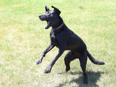 Louie the dog jumps in the air while attempting to catch a water stream from a garden hose in Naughton, Ont. on Friday July 17, 2020. John Lappa/Sudbury Star/Postmedia Network