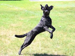 Louie the dog jumps in the air while attempting to catch a water stream from a garden hose in Naughton, Ont. on Friday July 17, 2020.