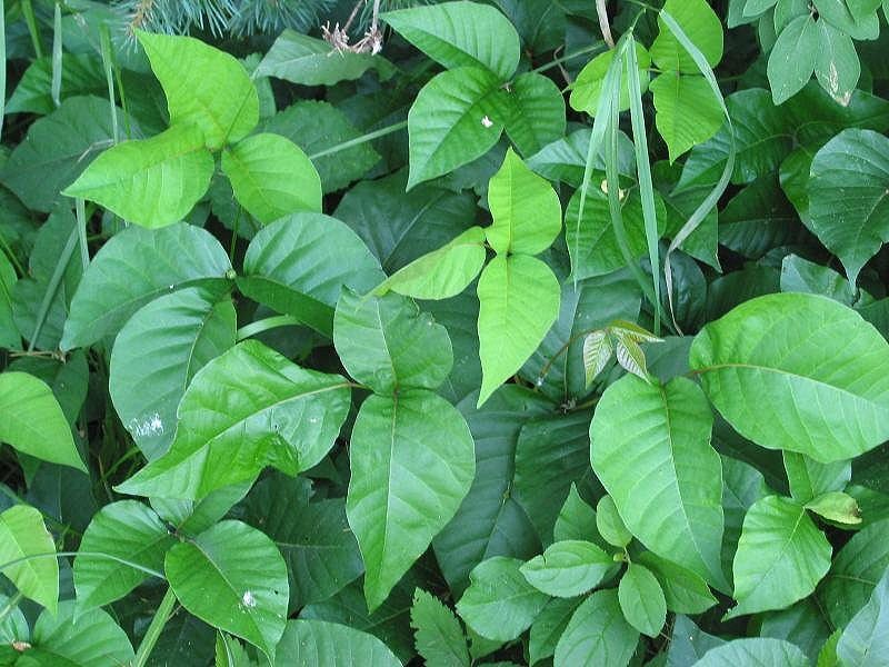 Climate change could make poison ivy more abundant, potent