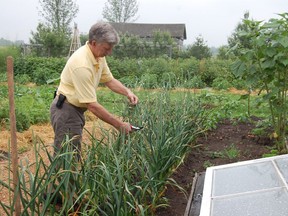 Research by John Zandstra, who taught Ben Cullen at the University of Guelph, Ridgetown Campus, tells us that the sooner we harvest pigtail curled garlic scapes, the better. Supplied photo