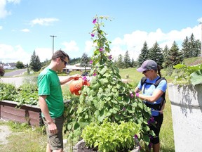 Volunteers Kyle Tarlton and his wife, Andree-Michelle D'Aoust-Messier tend to the Ward One Community Garden at Delki Dozzi Park in Gatchell on Friday July 31, 2020.