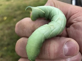 This large, green caterpillar spotted is destined to become a luna moth - one of the largest moths found in Northern Ontario. Entomologist Doug Tallamy in his most recent book, Nature's Best Hope: A New Approach to Conservation that Starts in Your Yard (Timber Press, February 2020), urges greater biodiversity, starting in our years. Harold Carmichael/Sudbury Star/Postmedia Network