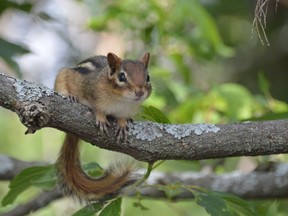 A chipmunk is attracted by the smell of peanut butter on toast to a balcony near downtown. Jim Moodie/Sudbury Star