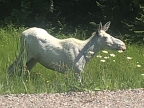 The unique presence of white moose have become something of an attraction in the Foleyet area. This one was spotted walking amongst the daisies along Hwy. 101 just west of Horwood Lake on Tuesday.

Supplied/Amanda Wilson & Ben Decarie