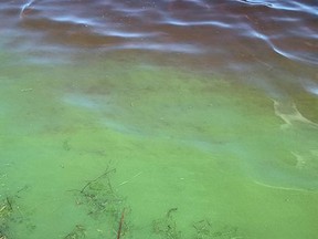 While algae occur naturally in most shallow water bodies, the toxic blue-green variety tends to have a distinctive appearance.

Supplied