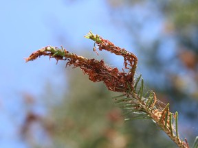 Spruce budworm damage seen here on the tips of a balsam fir.

Andrew Autio/Local Journalism Initiative