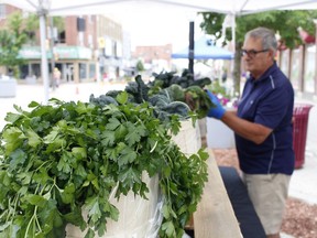 Guy Laforest, with the Borealis Fresh Farms, arranges the fresh parsley during the downtown farmers' market on Thursday.

RICHA BHOSALE/The Daily Press