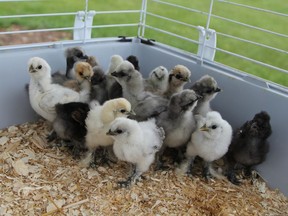 The Porcupine District Agricultural Society has an educational program where it offers silkie chicken eggs and incubators to Grade 2 classes, 21 days before the eggs are scheduled to hatch. Due to COVID-19 and the subsequent closing of all schools, the program was put on hold for a year but the organization is hoping to resume the program during the next school term in 2021.

RON GRECH/The Daily Press