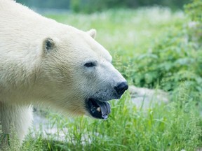 Eddy is having an extended stay at the Polar Bear Habitat.  His trip back to the Aquarium du Quebec in 
has been pushed back to September due to construction delays. He and Taiga (who unfortunately passed away earlier this year) arrived in Cochrane in March of 2019 and were expected to live in the facility for about a year.TP.jpg