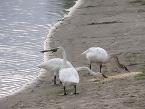 Swans on Lake Commando. Photo by Ann Amendola.jpg