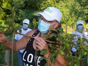 Melissa Kempf, centre, of the St. Thomas YWCA; Michele Desjardin, left, Gleaner lead volunteer, and Lindsay Dawson, right, of Southwestern public health, look over a pear tree in  the community orchard on First Avenue.Eric Bunnell