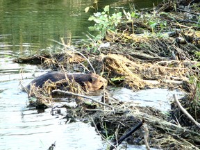 A beaver moves quickly to staunch a break in its dam.