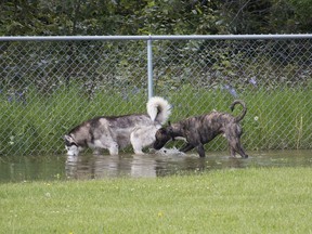The dog park experienced some new water features on Friday as flooding spilled into the park. None of the users were complaining though.
Brigette Moore