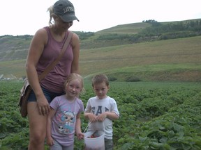 The weather was hot and muggy at Dunvegan Gardens on August 1, 2020. Leigh Harder stands with McKinley Vincent, 6, and Connor Vincent, 4, after collecting strawberries at the U-pick.