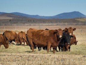 Cows graze on a pasture near the Trans-Canada Highway north of Calgary, Alberta on Feb. 13, 2015.