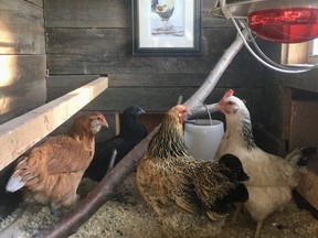 According to the city’s Animal Responsible Pet Ownership Bylaw, hens must remain in an enclosed run.
