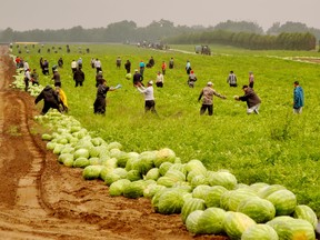 A group of migrant workers harvest a watermelon patch on Highway 3 west of Simcoe.