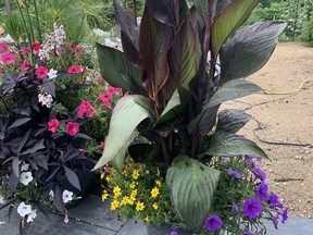 Cannas are easy to grow and multiply quickly. They begin to bloom late in the season, however, usually by July. John DeGroot photo