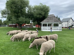 The Finnsheep flock in Fort Saskatchewan have been an essential part of summer in the City for the past 28 years. They will be retiring this September. JENNIFER HAMILTON / THE RECORD