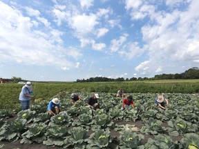 Volunteers at work in the Robinson Community Garden on Saturday. (Meghan Balogh/The Whig-Standard)