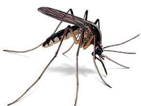 Halfway through mosquito season in Ontario, property owners advised to take mosquito-control precautions. Orkin.Com Photo