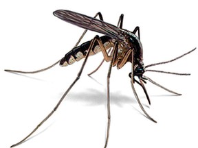 Halfway through mosquito season in Ontario, property owners advised to take mosquito-control precautions. 
Orkin.Com Photo