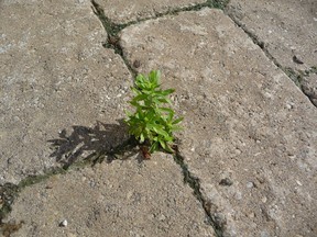 Weeds are rarely an issue in a newly installed patio or driveway. But as time goes on, weed seeds land up in tiny crevices and will sprout if conditions are favourable. John DeGroot photo