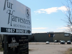 Fur Harvesters Auction Inc.is preparing for a sale at the end of the month. Because of travel restrictions due to the COVID-19 pandemic, only Canadian brokers are expected at the sale.
Nugget File Photo