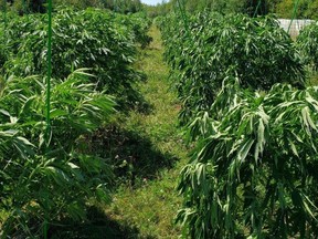 Thousands of cannabis plants were seized by Ontario Provincial Police from a grow-operation near Flinton on Wednesday. (Ontario Provincial Police)