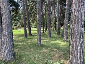 The Jack Pine collection at Gage Park in Hamilton. John DeGroot photo