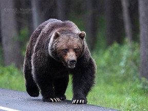 A large grizzly bear given the name The Boss is shown near Banff National Park, Alberta, Canada, west of Calgary. A second hiker this month was killed during a bear attack on Tuesday near Water Valley, west of Cremona. The RCMP said the person killed was a woman but did not release her name.
