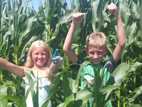 Molly( l) and Tayson Passchier showing the sweetcorn in front- and the field corn behind them.