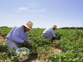 Canada’s largest food processing workers union is calling for sweeping changes to the Temporary Foreign Worker program in the fallout of COVID-19 flare-ups that have seen more than 1,300 migrant workers in Ontario test positive and three die. File photo/Postmedia Network