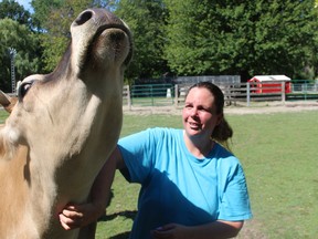 Shannon Jacques, an attendant at the Children's Animal Farm in Sarnia, pets Lillie the cow. The farm was closed to the public in March but opened on Aug. 14. Paul Morden/Postmedia Network