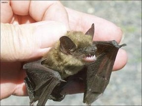 Little brown bat (Myotis lucifugus), typical type of bat in Grey and Bruce.