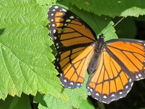The Viceroy Butterfly. (supplied photo)