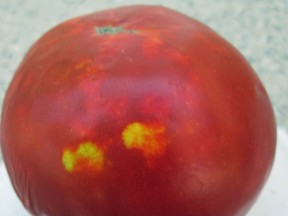A tomato with interior white areas! What’s wrong? (Photo by Ted Meseyton)