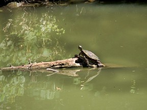 Testing has confirmed the presence of a blue-green algae bloom in McGregor Creek in Chatham that appears to have expanded into the Thames River. Ellwood Shreve/Chatham Daily News/Postmedia Network