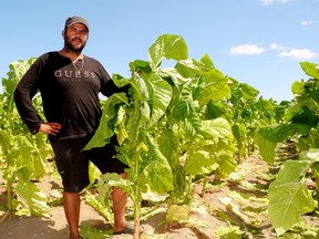 Steven Pereira of Windham Centre received permission from crop insurance adjusters Thursday to disc under nearly 115 acres of tobacco damaged in Monday’s heavy rainstorm. – Monte Sonnenberg photo