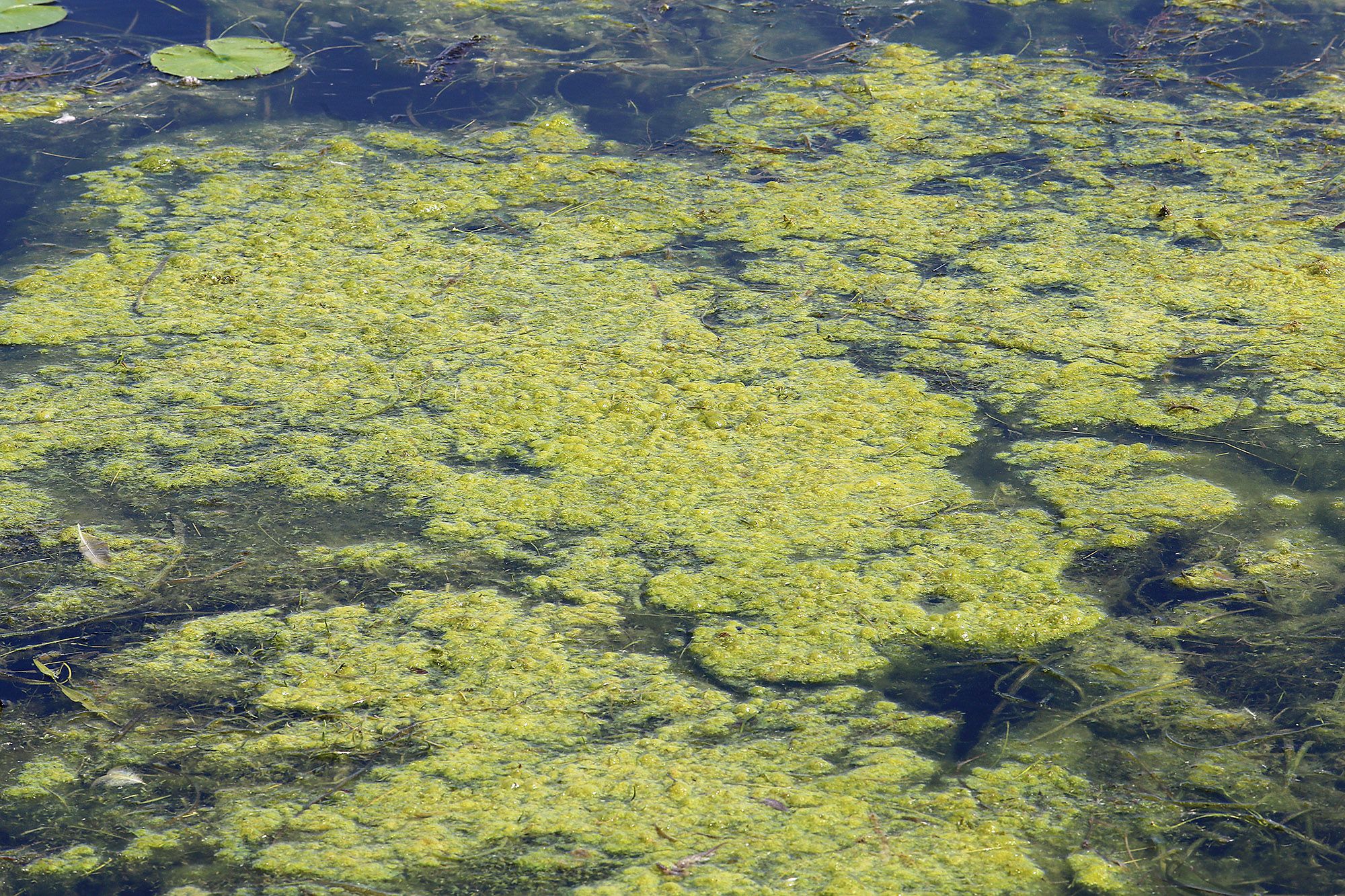 Possible Blue-green Algae Bloom Spotted In Sesekinika Lake 