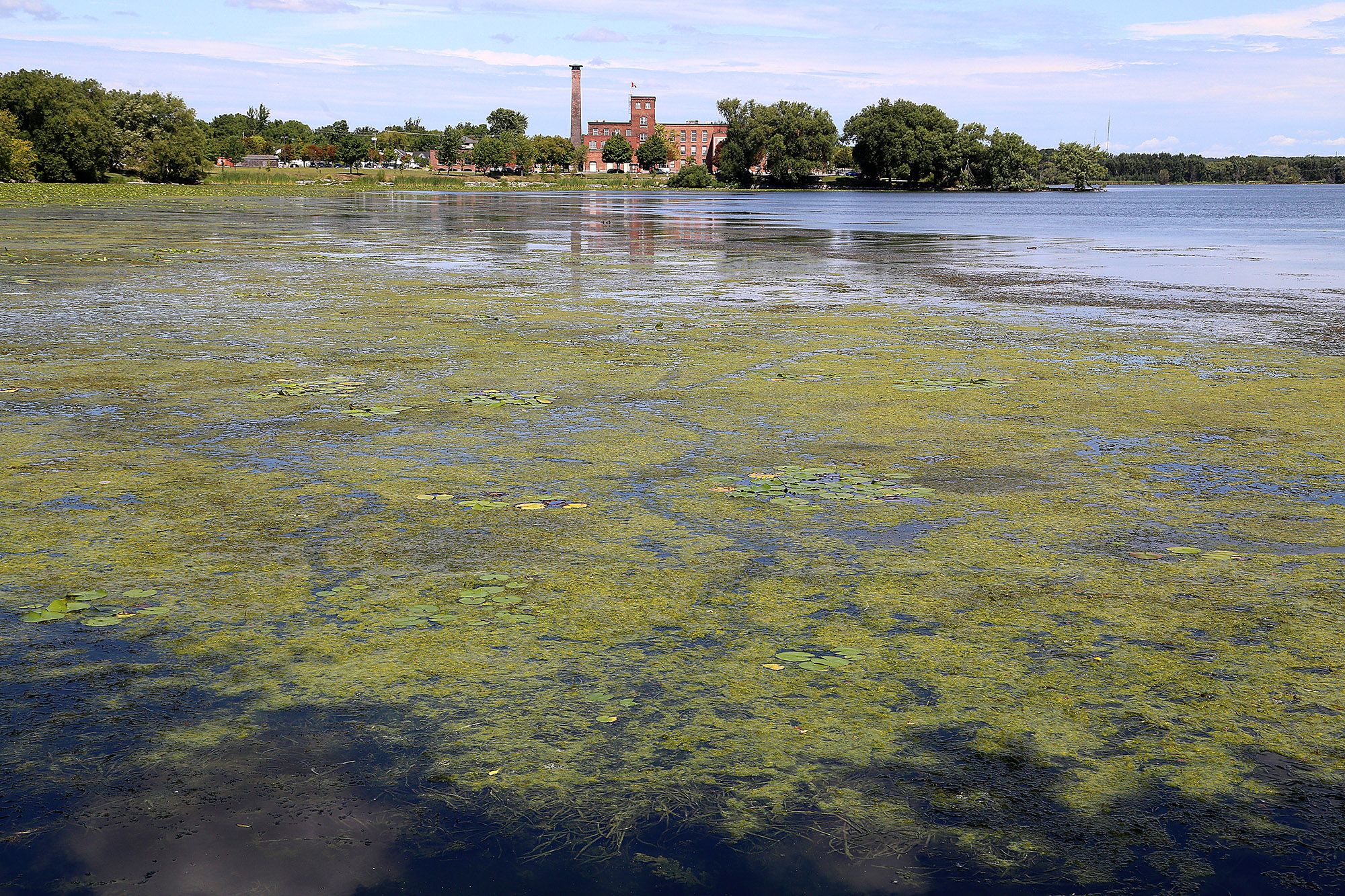 Blue-Green Algae - Hastings Prince Edward Public Health