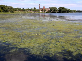 Kingston, Frontenac and Lennox and Addington Public Health warned the public about a blue-green algae bloom in Anglin Bay in Kingston's Inner Harbour on Thursday. (Ian MacAlpine/The Whig-Standard)