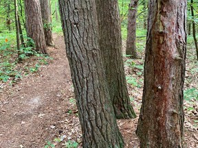 There is an abundance of pine trees in at Pinery Provincial Park, and wonderful trails to hike to get closer to them. John DeGroot photo