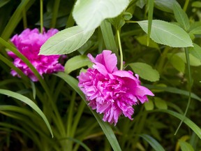 Peonies are among the popular flowering plants found locally.