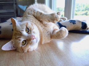 An orange tabby dubbed Trax lounges at the Pet Save shelter in Lively on Tuesday. The cat has now recovered from a neck wound he received while fighting to escape from a rope that held him captive on a set of railway tracks.