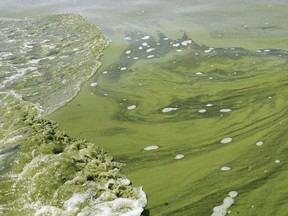 A file photo of a blue-green algae (cyanobacteria) bloom. Postmedia Network