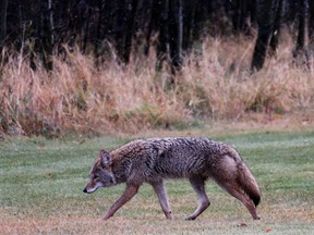 Sarnia residents are being warned to be wary about coyotes, as sightings of the animal have increased over the last month. File photo/Postmedia Network