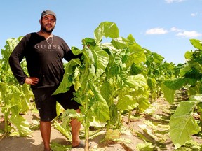 Steven Pereira of Windham Centre received permission from crop insurance adjusters on Aug. 20 to disc under nearly 115 acres of tobacco damaged in a heavy rainstorm that hit the area on Aug. 17. Monte Sonnenberg/Postmedia Network